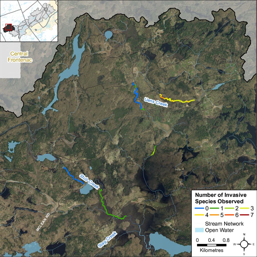 Figure XX Invasive species abundance along Uens and Stub Creek